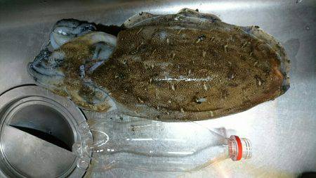 ケンサキ狙いでコウイカ(^^)