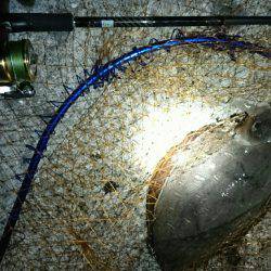 底を探ればコウイカ…