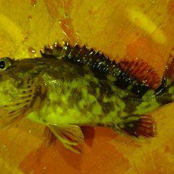 ライトゲームでめばる