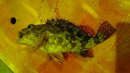 ライトゲームでめばる