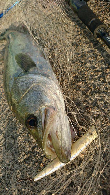 シャローのシーバスゲーム