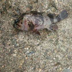 チビッ子ばかり。