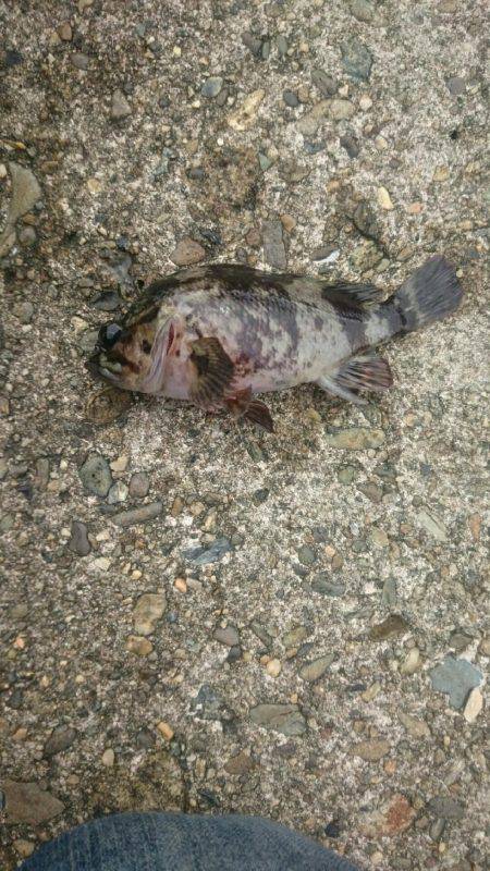 チビッ子ばかり。