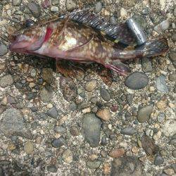 大きいの探して。