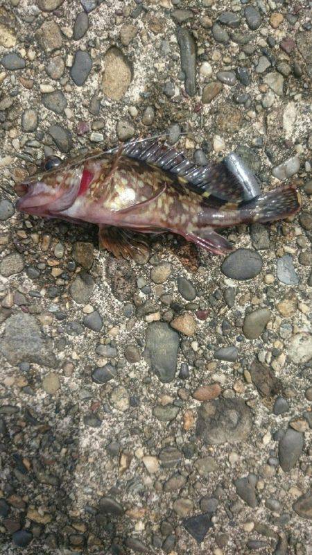 大きいの探して。