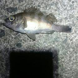 アタリはあるが。