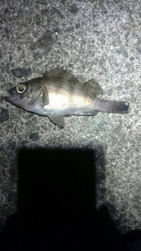 アタリはあるが。