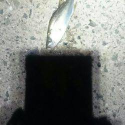 チーバスがいっぱい。