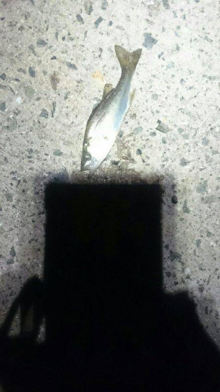 チーバスがいっぱい。