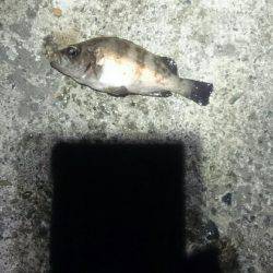 アジを探して。