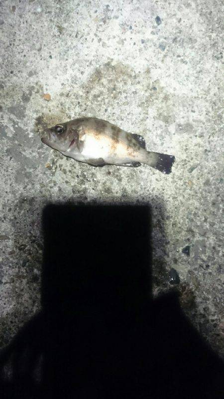 アジを探して。