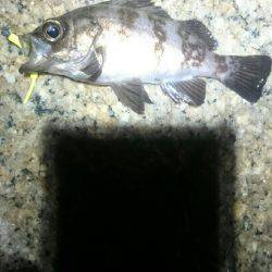 今日はどっち？