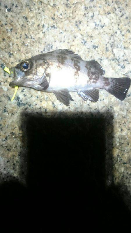 今日はどっち？