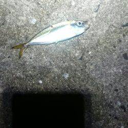 まだまだアジは小さいようです