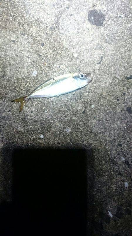 まだまだアジは小さいようです