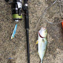 ツバス低活性？時合い不明確…