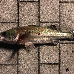 シーバス〜ツバスゲーム