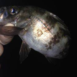 塩屋海岸でメバリング！！