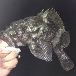 垂水漁港でガシリング！！