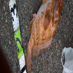 キジハタ41センチ