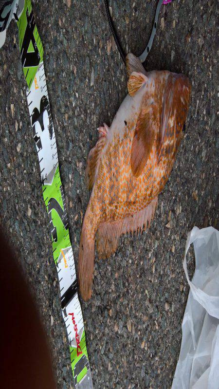 キジハタ41センチ