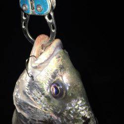 淀川キビレゲーム 6月最終日