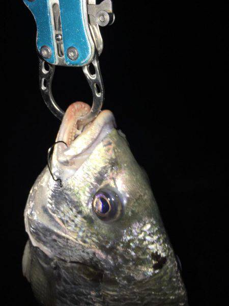 淀川キビレゲーム 6月最終日