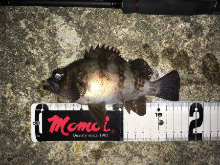 漁港で数釣りメバリング