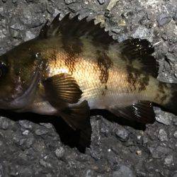 ランガンでアジを見つけるも…雨