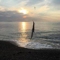 大里松原海岸 カマス37匹