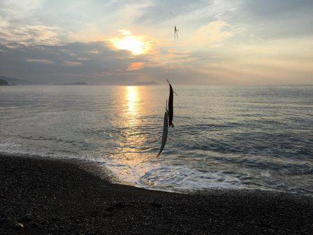 大里松原海岸 カマス37匹