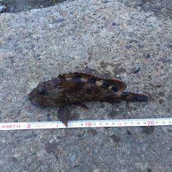 奥湾には回遊なし