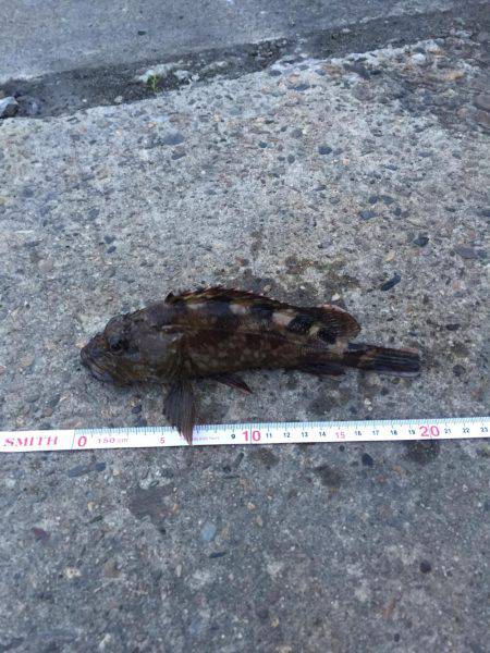 奥湾には回遊なし