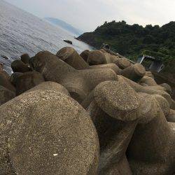 キジハタシーズン到来