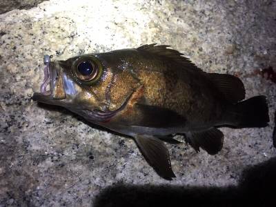 爆風ライトゲーム