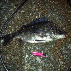 タコ全く反応なし…