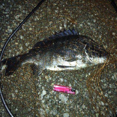 タコ全く反応なし…