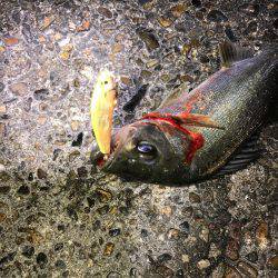 ライトでチビシーバス