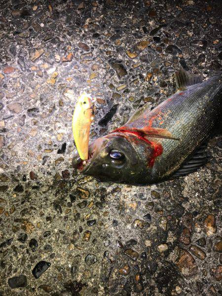 ライトでチビシーバス