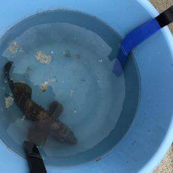 赤石東ふ頭で豆アジ、サバ、カサゴ