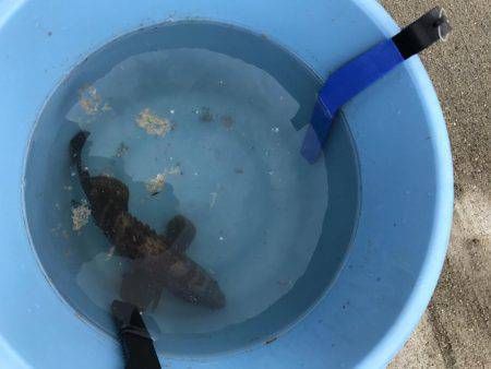 赤石東ふ頭で豆アジ、サバ、カサゴ