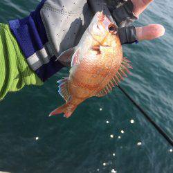 赤い君は海老が大好物でした！