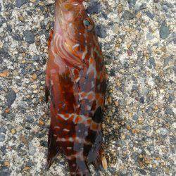 ミップル周辺で釣りをする(笑)。