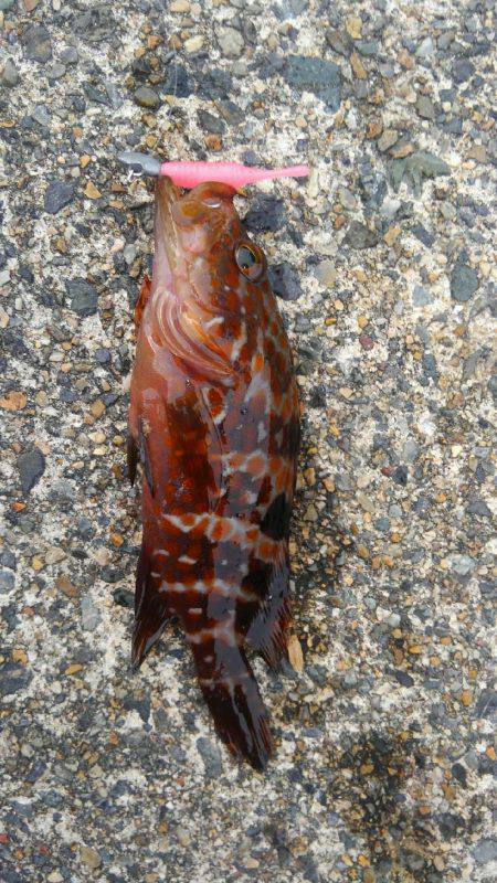 ミップル周辺で釣りをする(笑)。