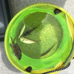 アジとスズメダイ