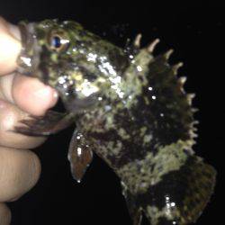 垂水漁港でガシリング