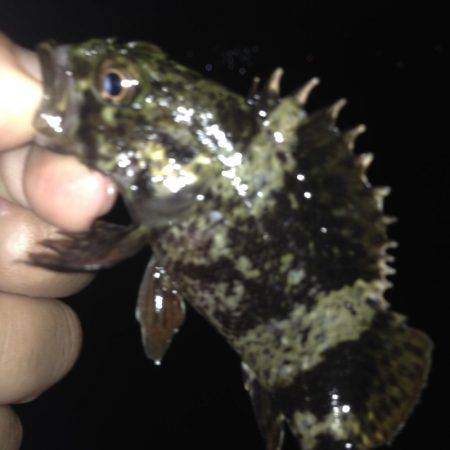 垂水漁港でガシリング