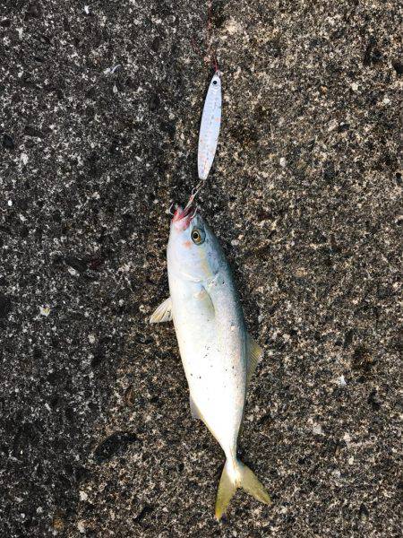 上川口漁港にて