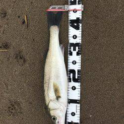 倉部テトラの上でのバクチョウ