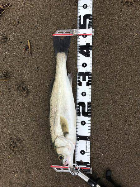 倉部テトラの上でのバクチョウ